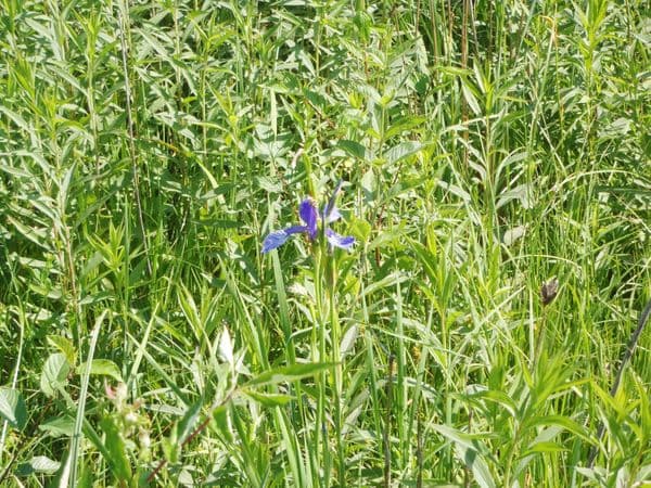 Wiesenbild mit invasiver blauer Pflanze