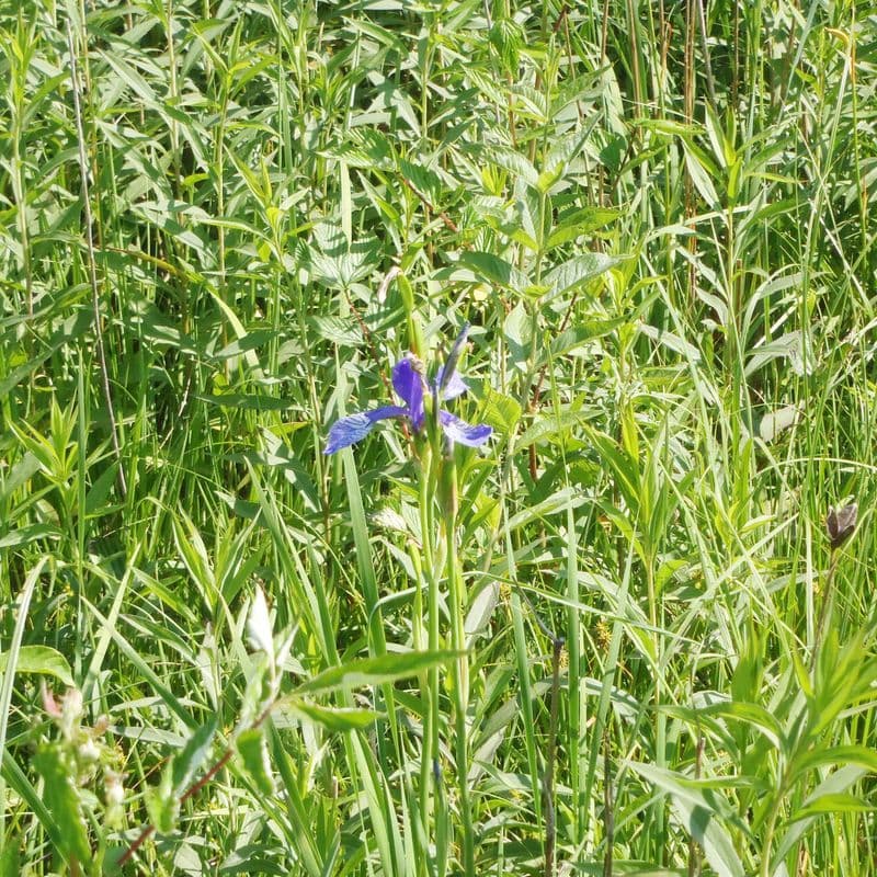 Wiesenbild mit invasiver blauer Pflanze